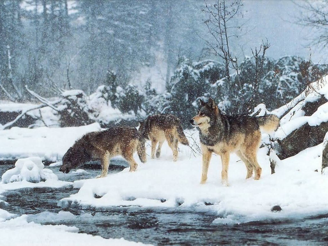 Четверо волков. Стая Волков. Волк зимой.
