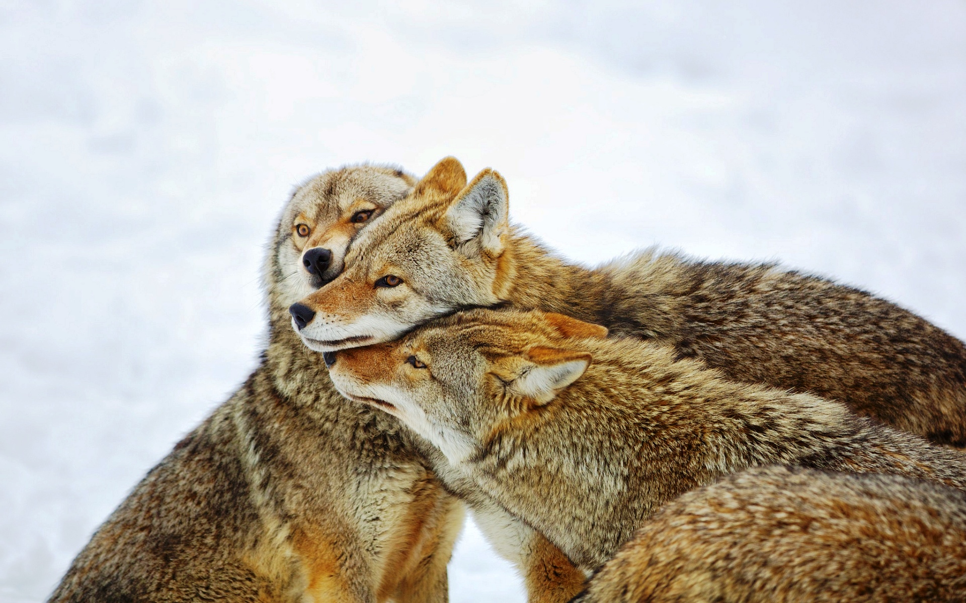 Стая койотов. Волк и лиса. Стая Волков фото. Стая Лис. Стая лисов