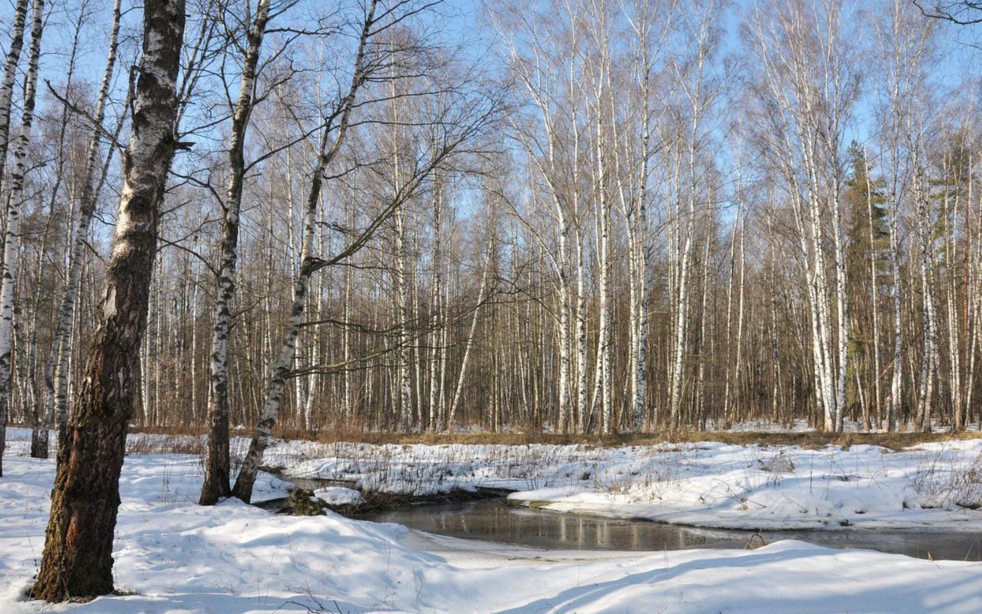 Март в лесу картинки