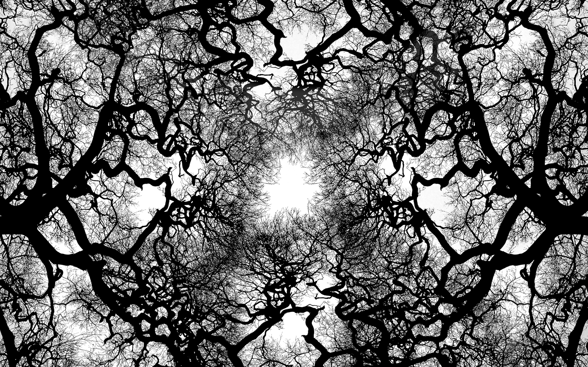 Черно Белое Фото Деревьев