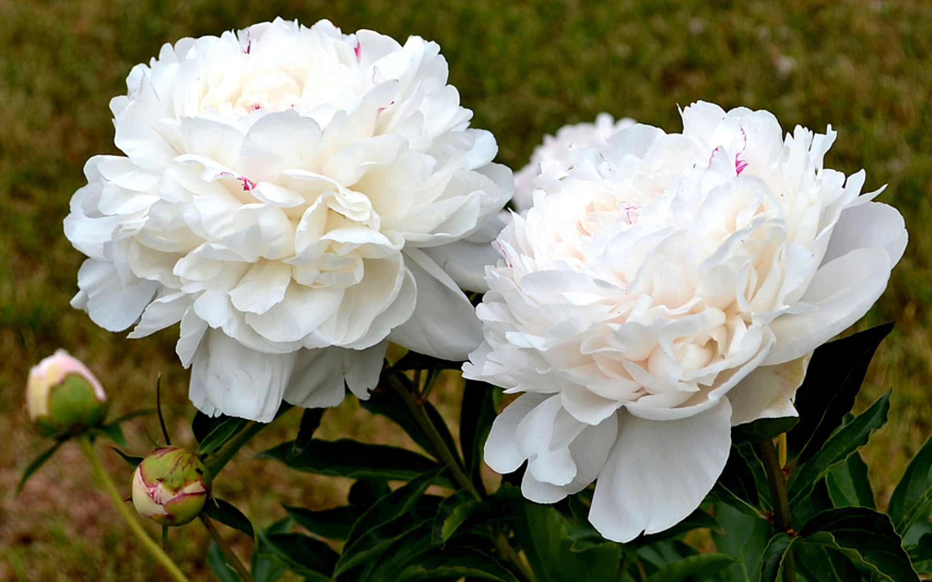 Сорта белых пионов с фото и описанием. Пион молочноцветковый примавера. Сорт пионов майя плисецкая. Пион iceberg. Пион глэдис хадсон.