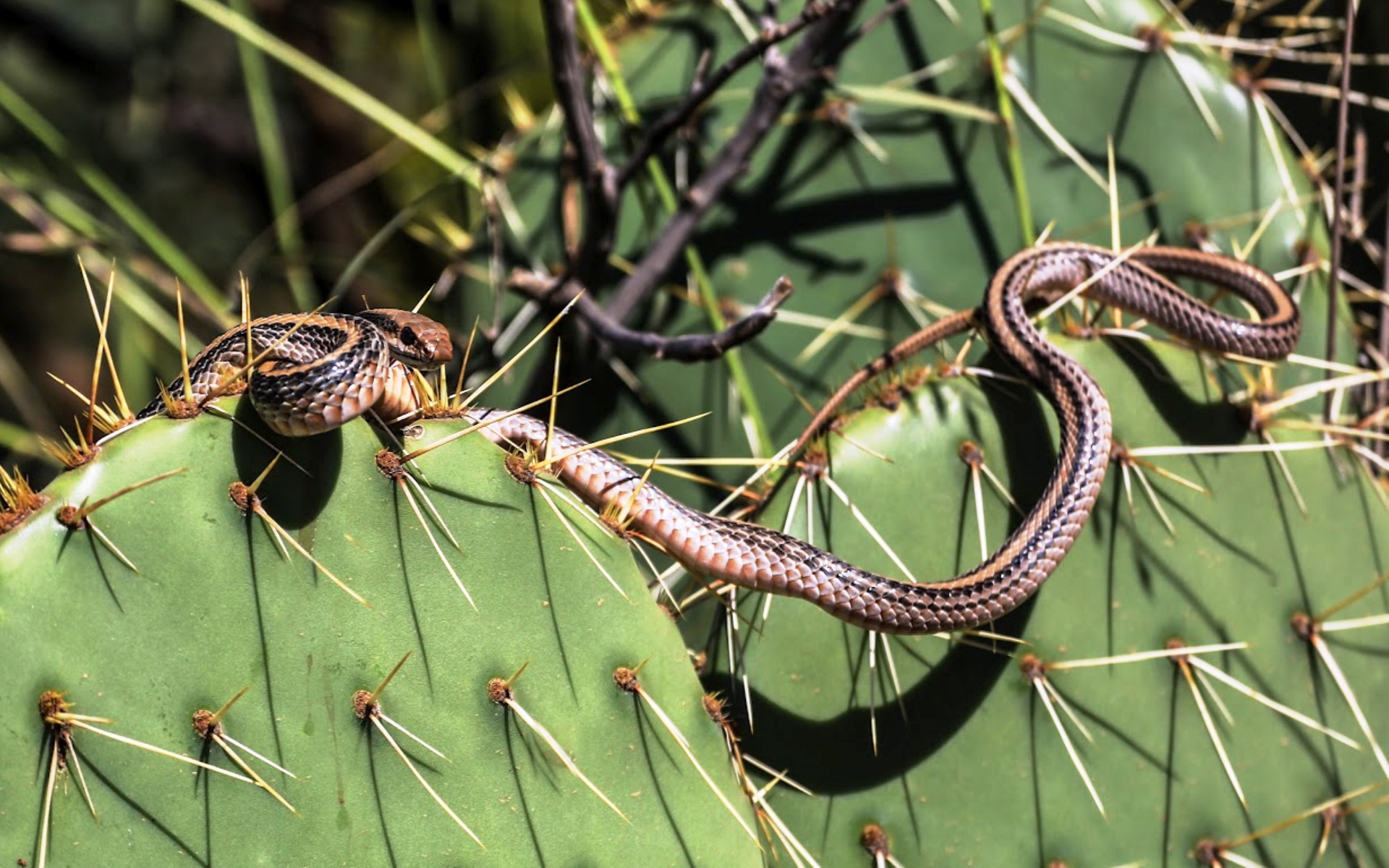 Какие отношения между змеей и кактусовым сычом. Змеиный Кактус. Кактус ящерица. Кактусовые змеи. Опунция похожа на змею.
