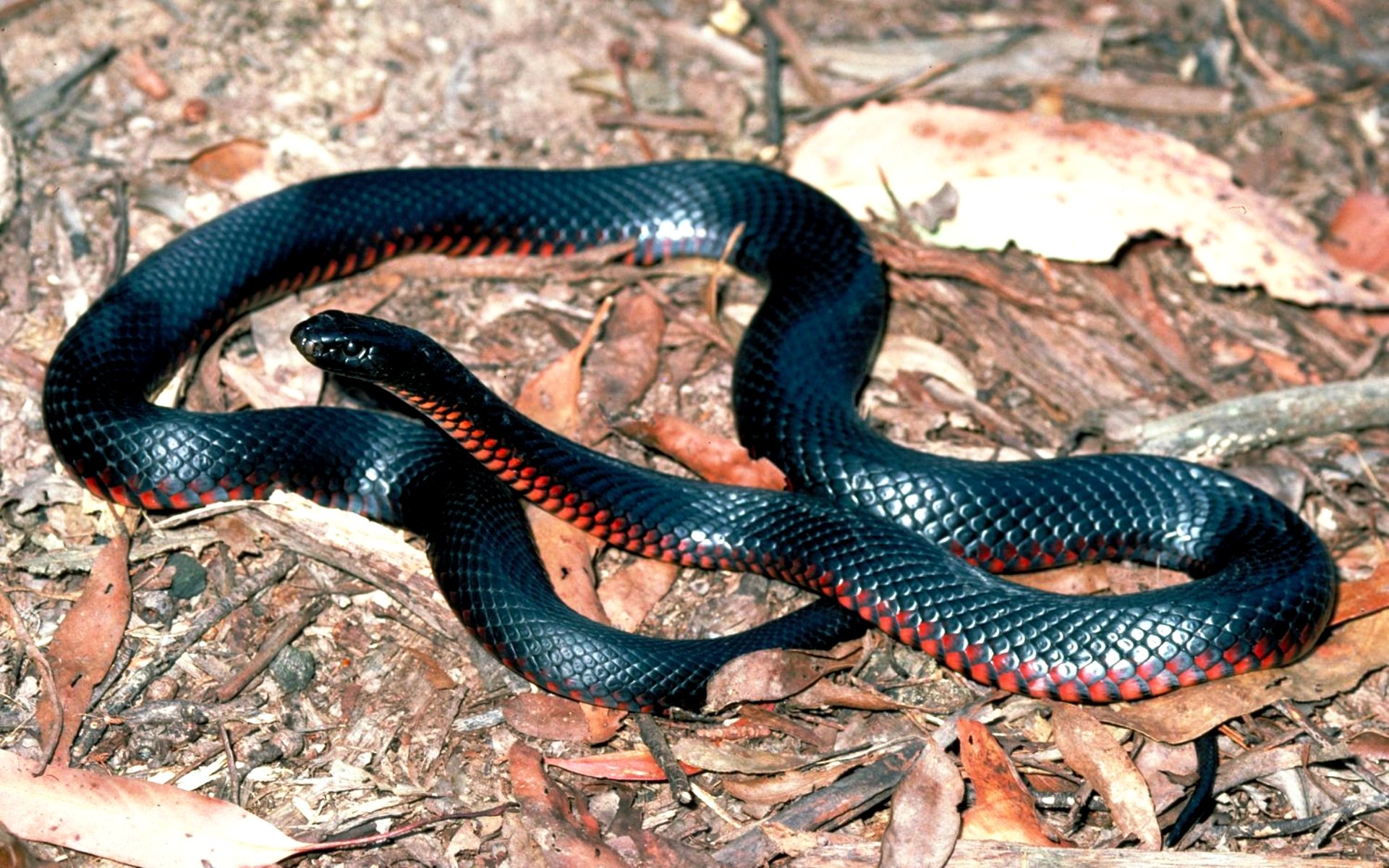 Ехидны змеи. Краснобрюхий полоз. Краснобрюхий чёрный Аспид. Змея краснобрюхий полоз. Черная ехидна Pseudechis porphyriacus.
