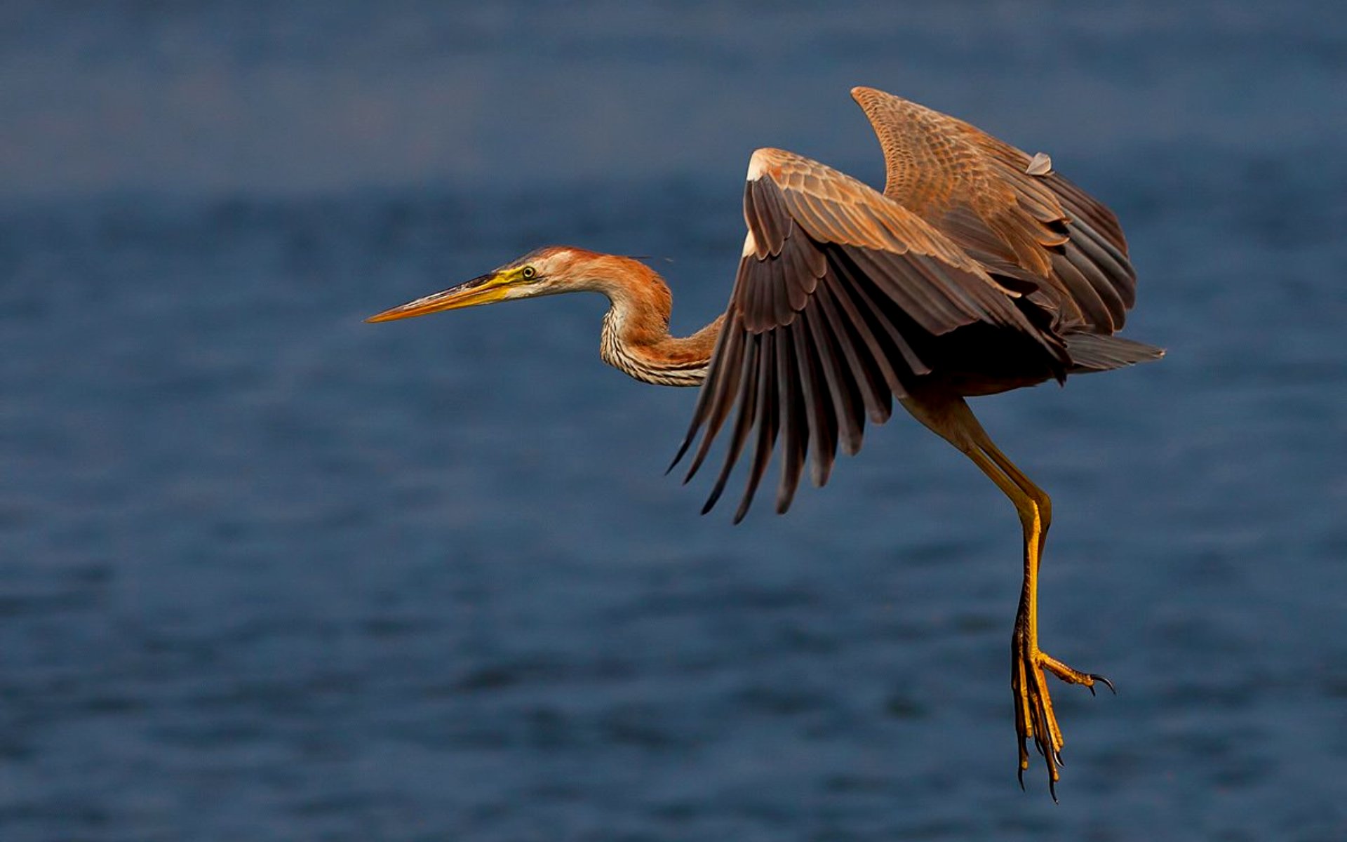 птица с длинной шеей. птица на одной ноге. цапля херон. цапля серая ареал. мадагаскарская цапля.