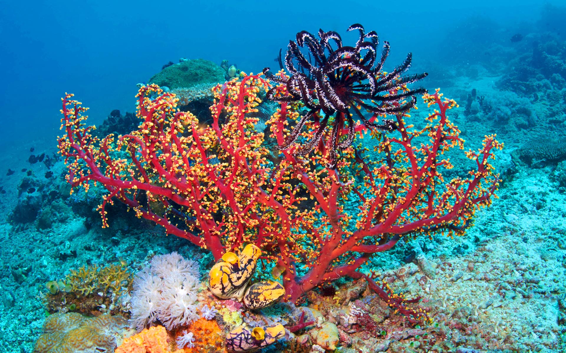 Сообщение растительный мир в океане. Подводные растения. Морские растения. Растения в океане. Растительный мир морей и океанов.