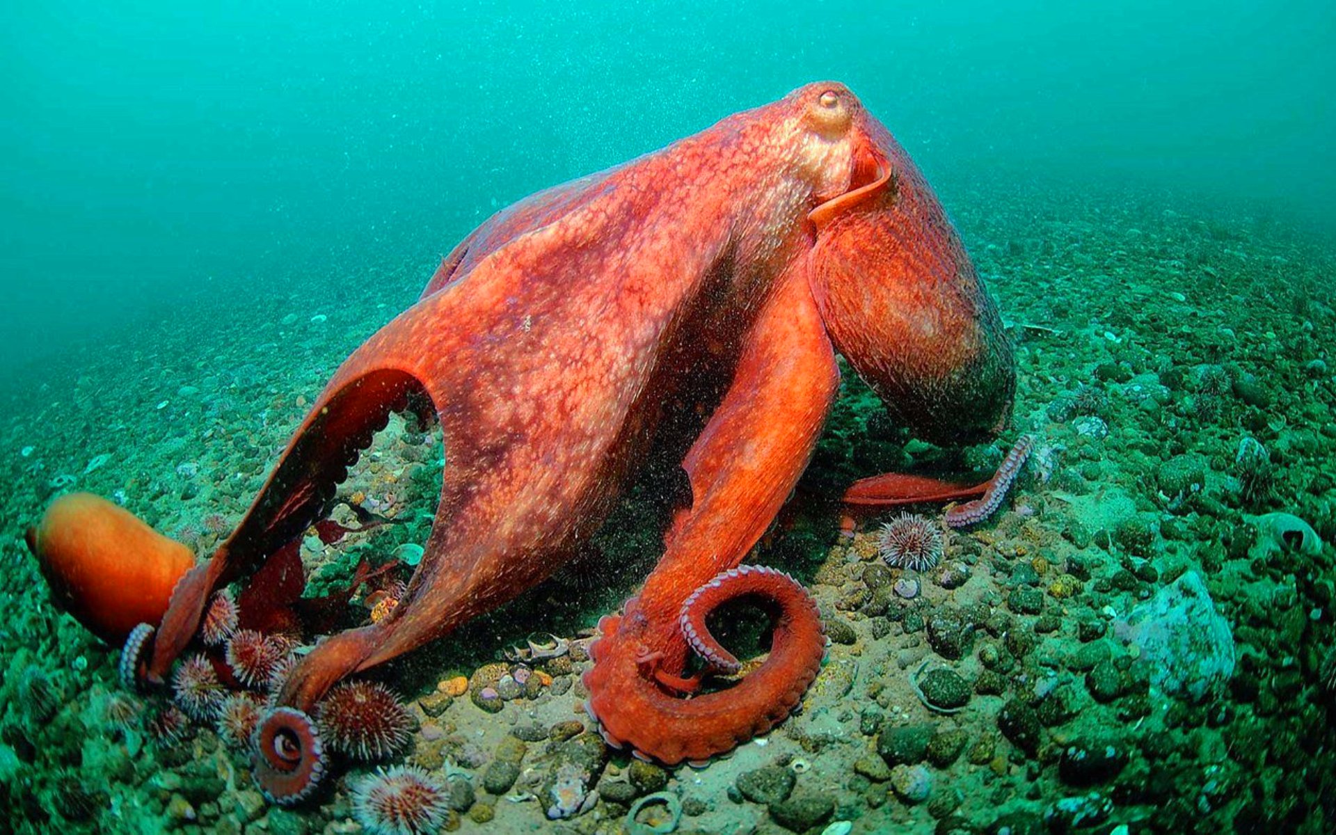 Головоногие осьминог. Морские головоногие моллюски. Спрут головоногий моллюск. Дальневосточный гигантский осьминог. Осьминог Аргонавт спаривание.