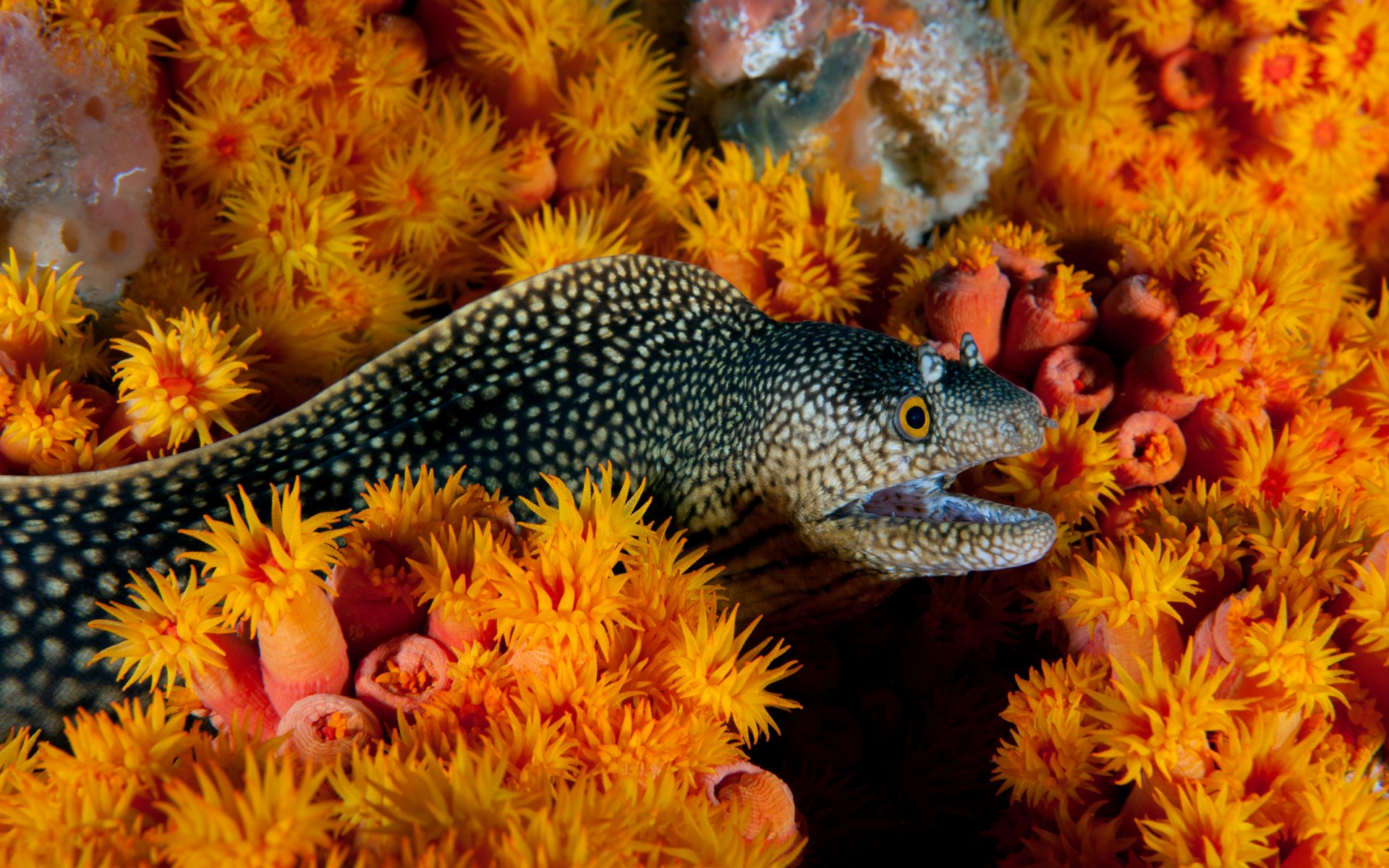 зеленая мурена. мурена подводная. мурена комета рыба. белая мурена в красном море. черноточечная мурена.