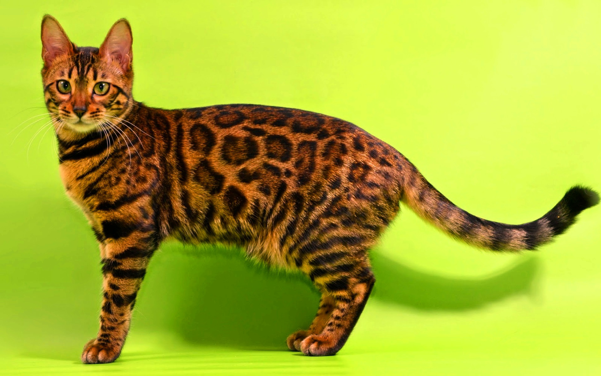 Рассмотрите фотографию кошки дикого окраса породы бенгальская. Бенгальская кошка. Кошки бенгальской породы. Бенгальская леопардовая кошка. Бингальскаяская кошка.