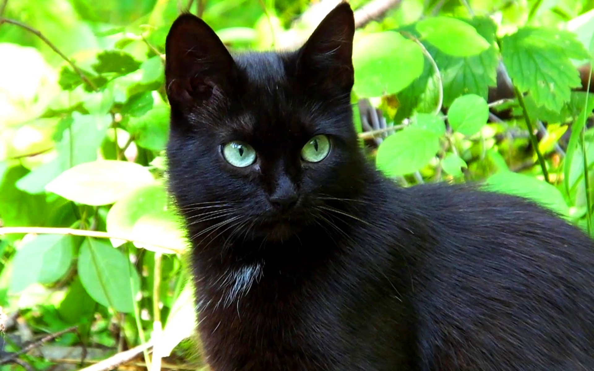 Черная кошка бывает