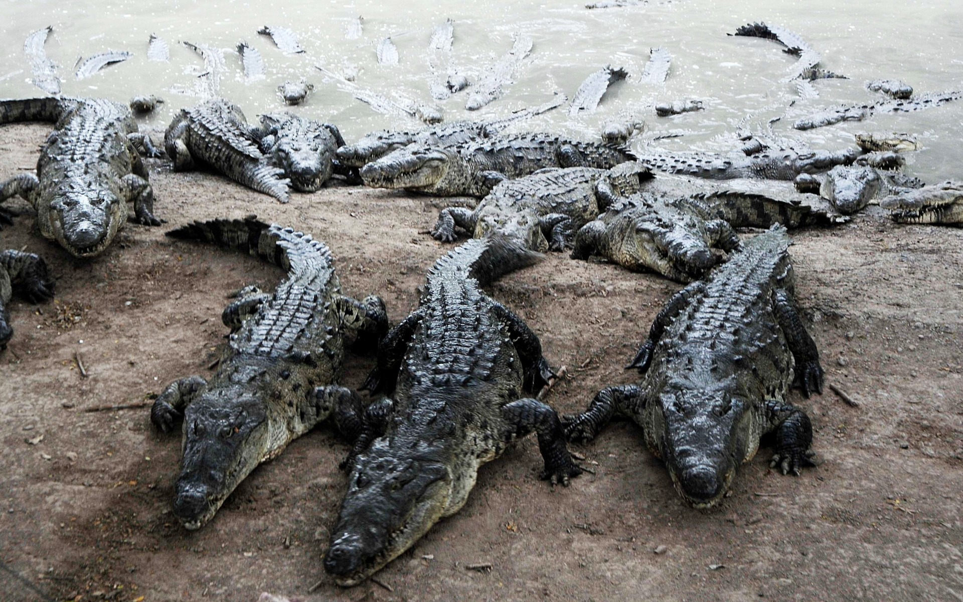 Схватки крокодилов. Нильский крокодил детеныш. Крокодил на берегу. Берег с крокодилами.