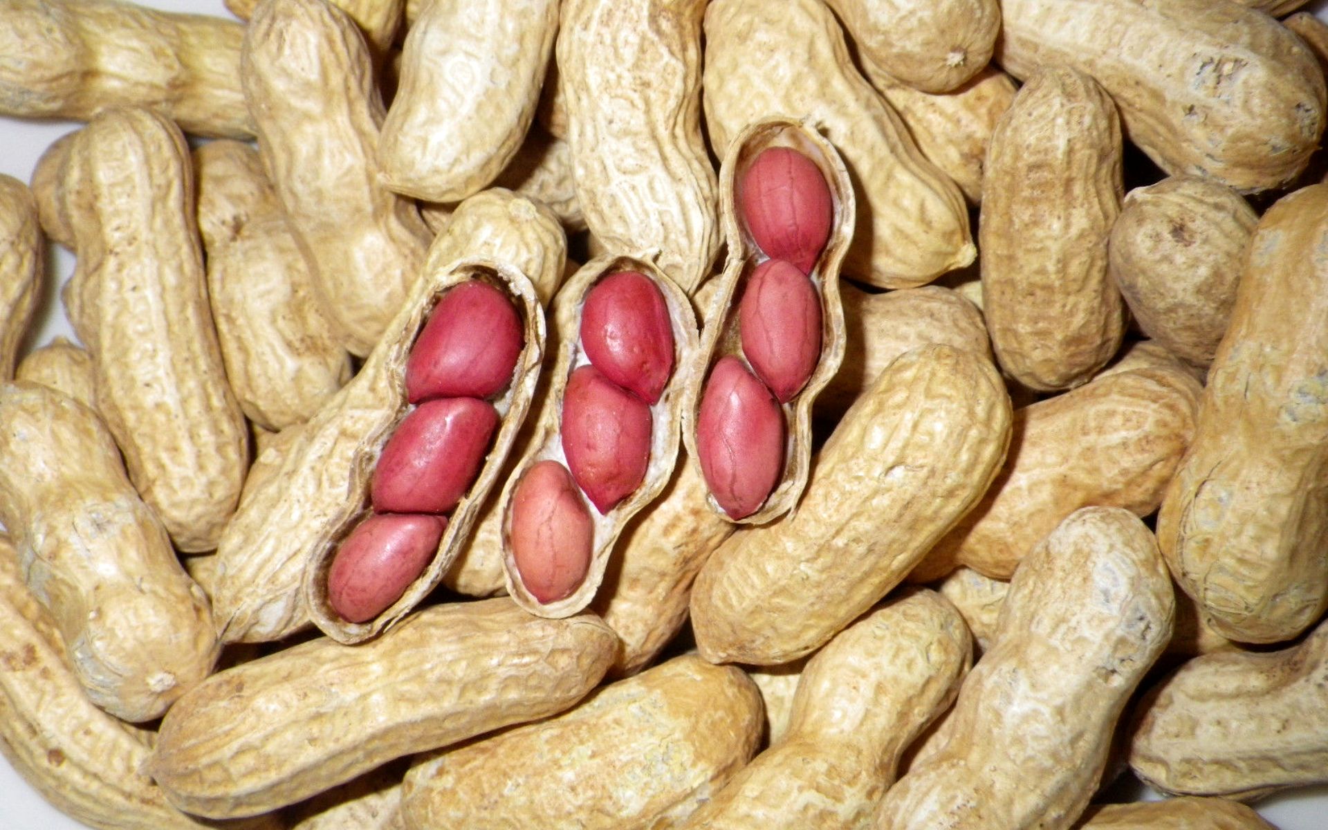 Арахис орех или боб. Земляной орех арахис. Сорт арахиса Валенсия. Арахис культурный Земляной орех. Арахис сорт Вирджиния.