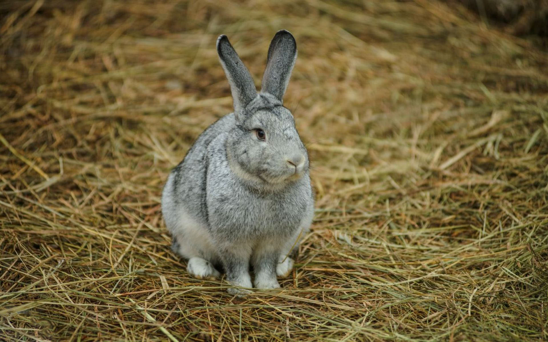 К чему снится кролик серый. Кролик фото. Заяц серый. Серый кролик. Заяц серый фото.