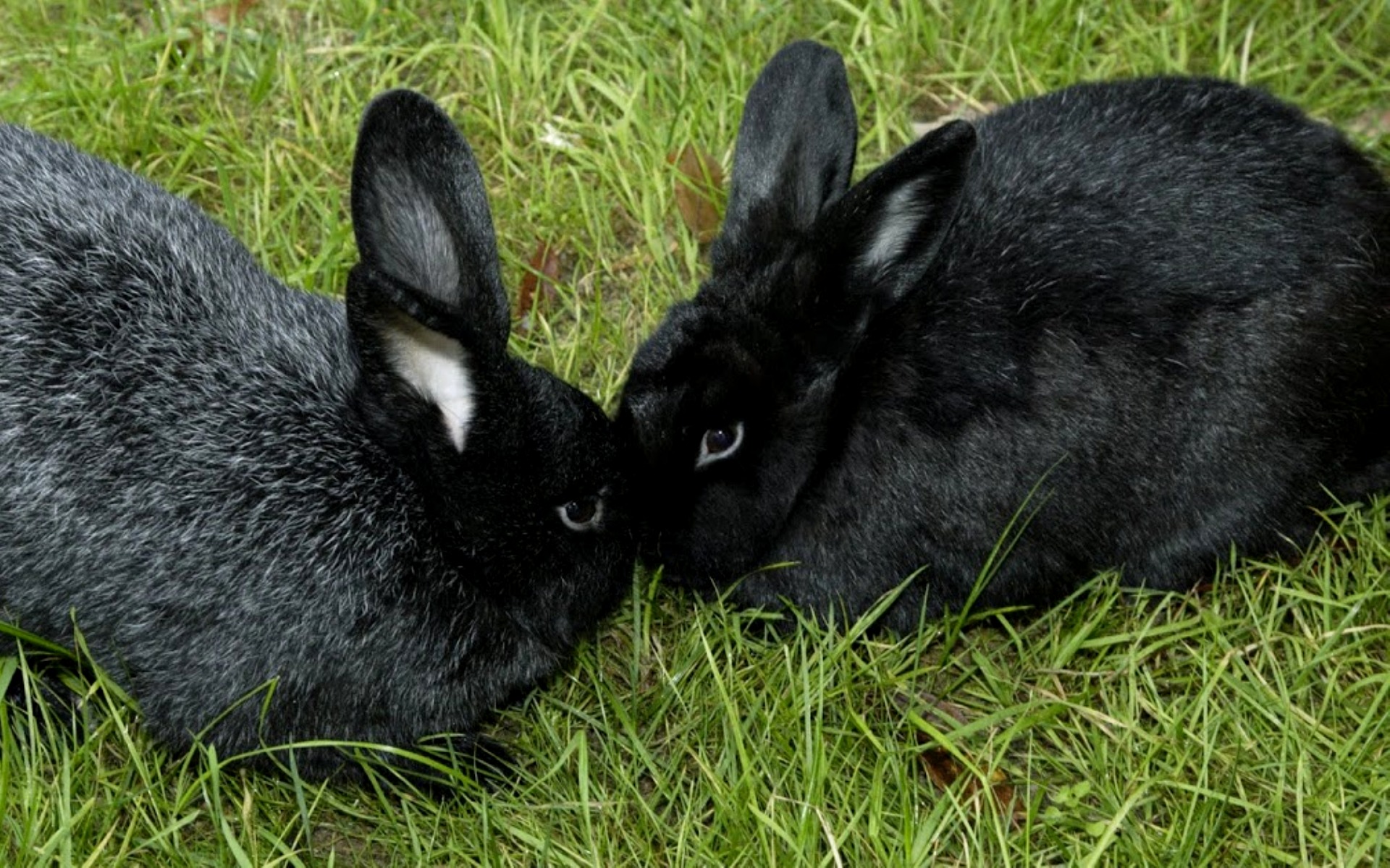 Черная крольчиха с крольчатами