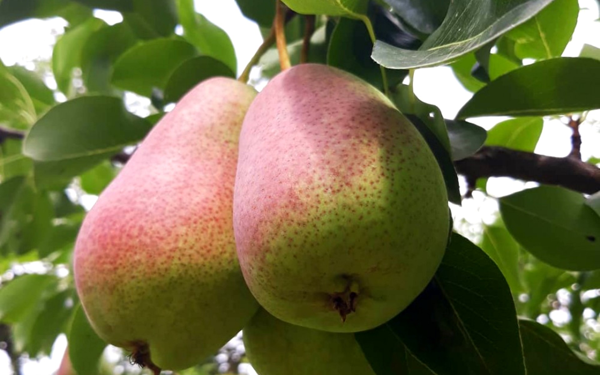 Груша любимица клаппа. Сорт груши фаворитка. Груша сорт любимица. Сорт груши клаппа. Саженцы груши любимица клаппа.