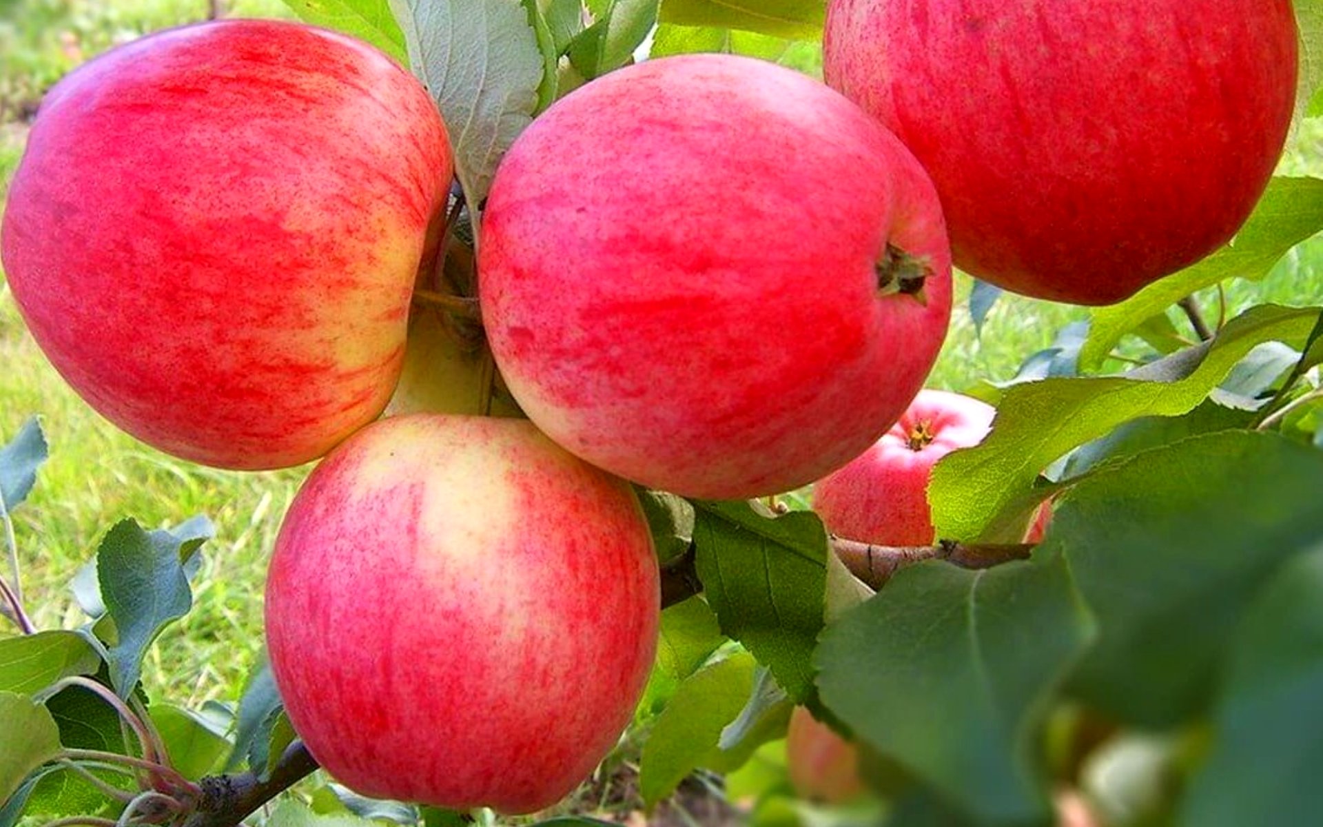 Яблоня Мелба Фото