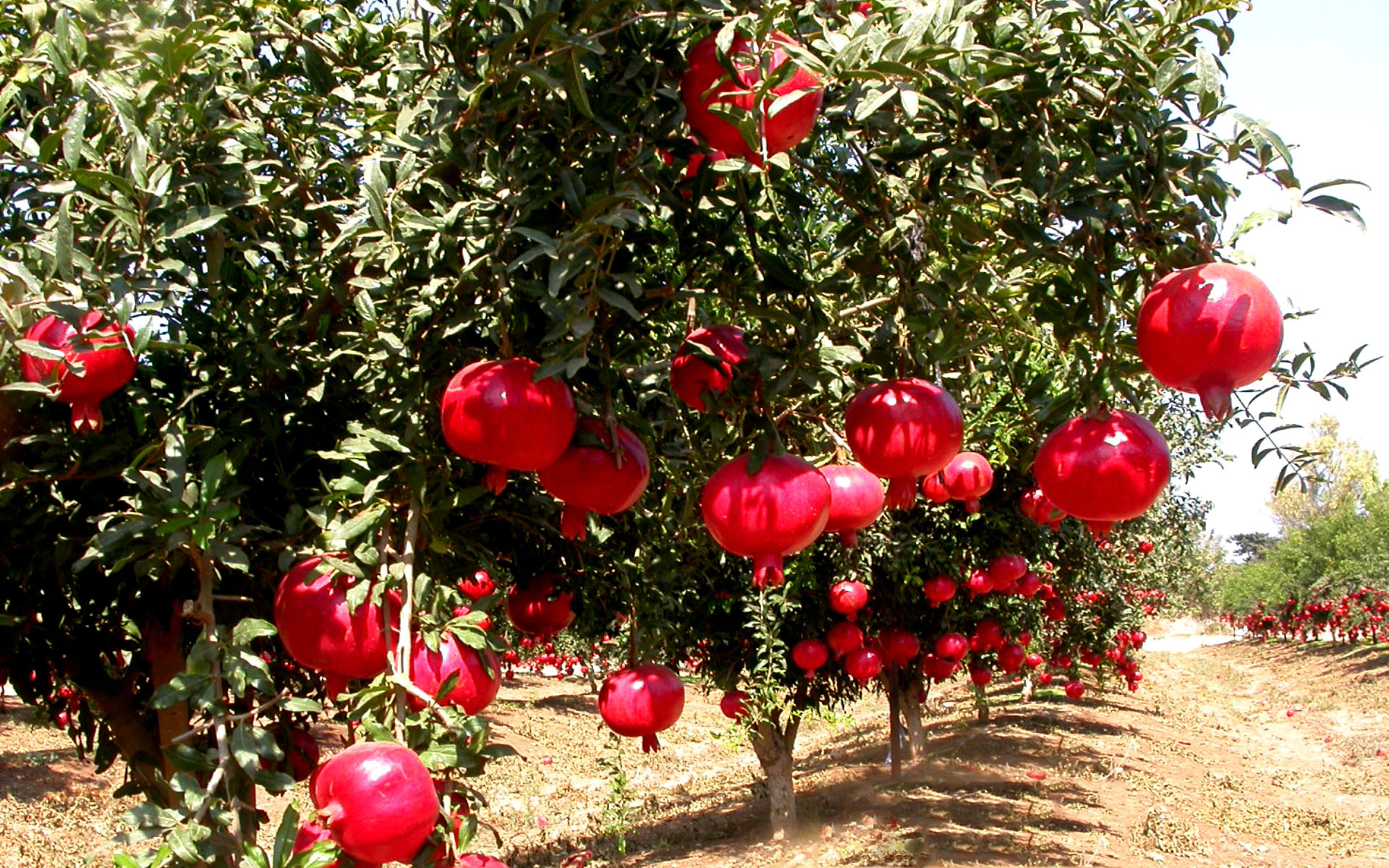 гранатовый сад в узбекистане. гранат фрукт. клюква крупноплодная бейн6. гранатовые поля. гранатовые поля.