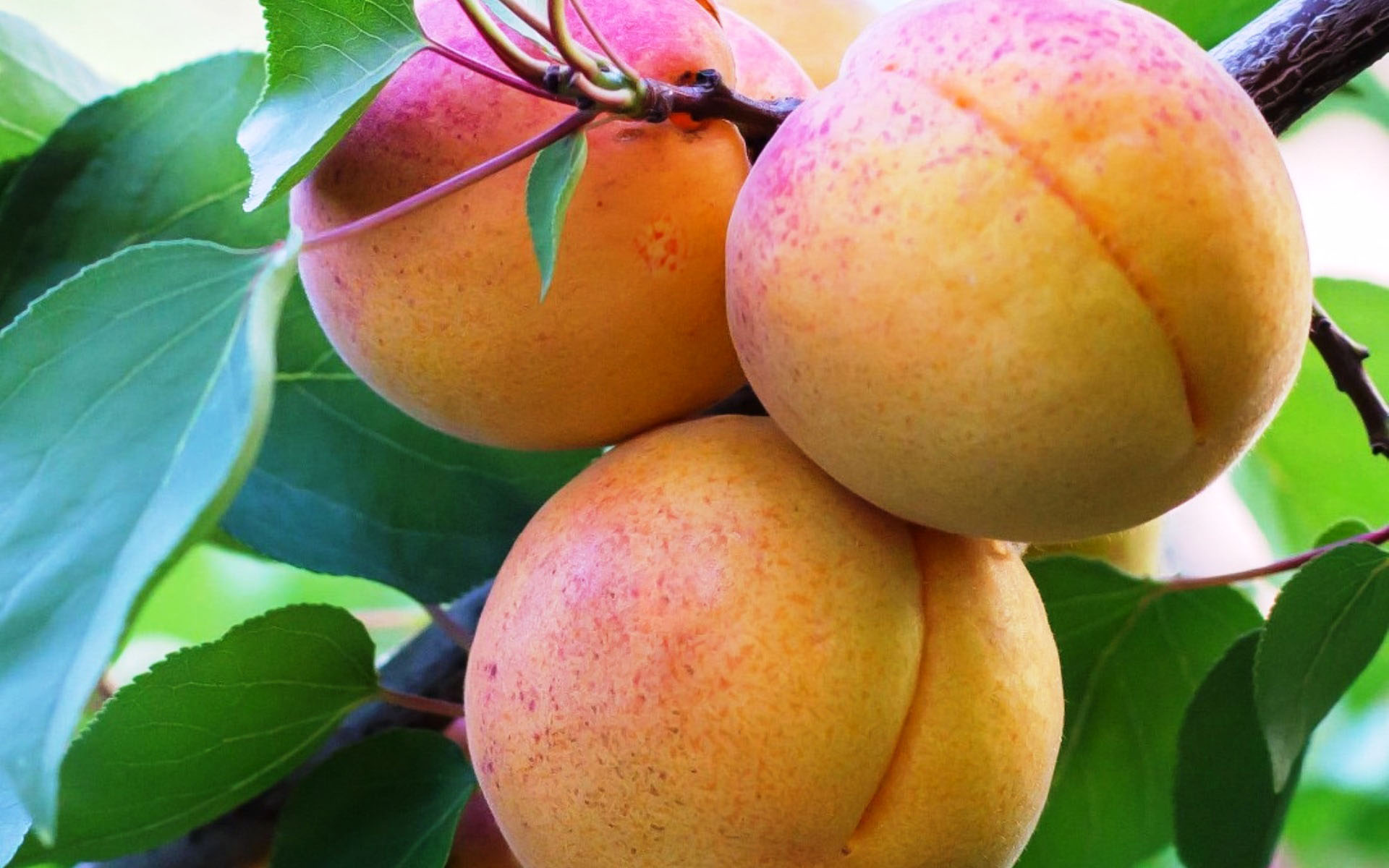 абрикос сорт кичигинский дерево. абрикос карликовый. абрикос эрли блаш. абрикос редхейвен. абрикос кичигинский дерево.