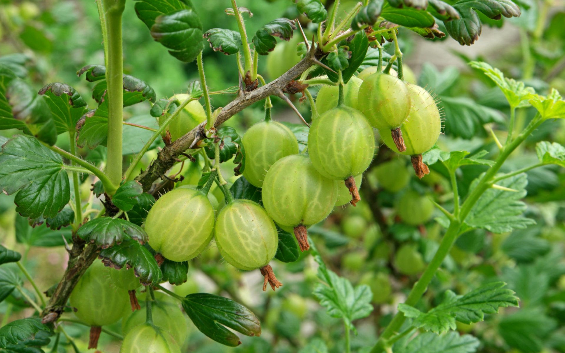 Какой купить крыжовник. Крыжовник Куршу дзинтарс. Крыжовник (ribes grossularia `Командор`). Крыжовник (ribes UVA-crispa). Крыжовник (ribes grossularia `Садко`).