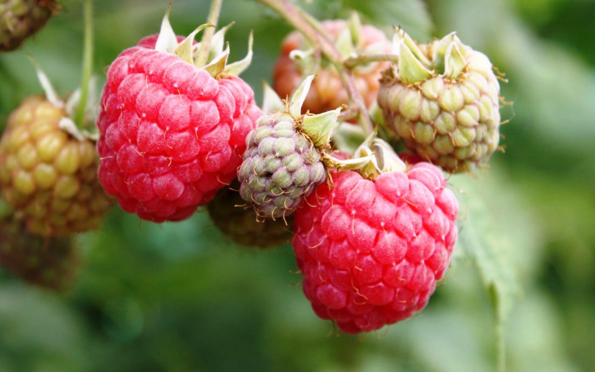 Новые сорта малины. Малина Rubus idaeus. Малина Полана. Малина сорт Туламин.