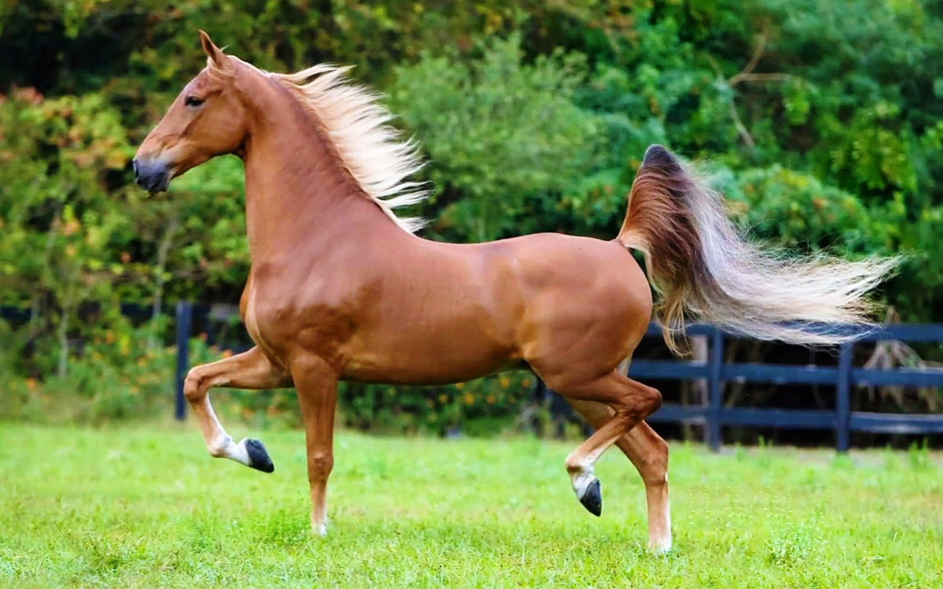 Американская верховая. Американская верховая сэддлбред. Теннессийская порода лошадей. Пегий ахалтекинец. Теннессийская прогулочная лошадь.