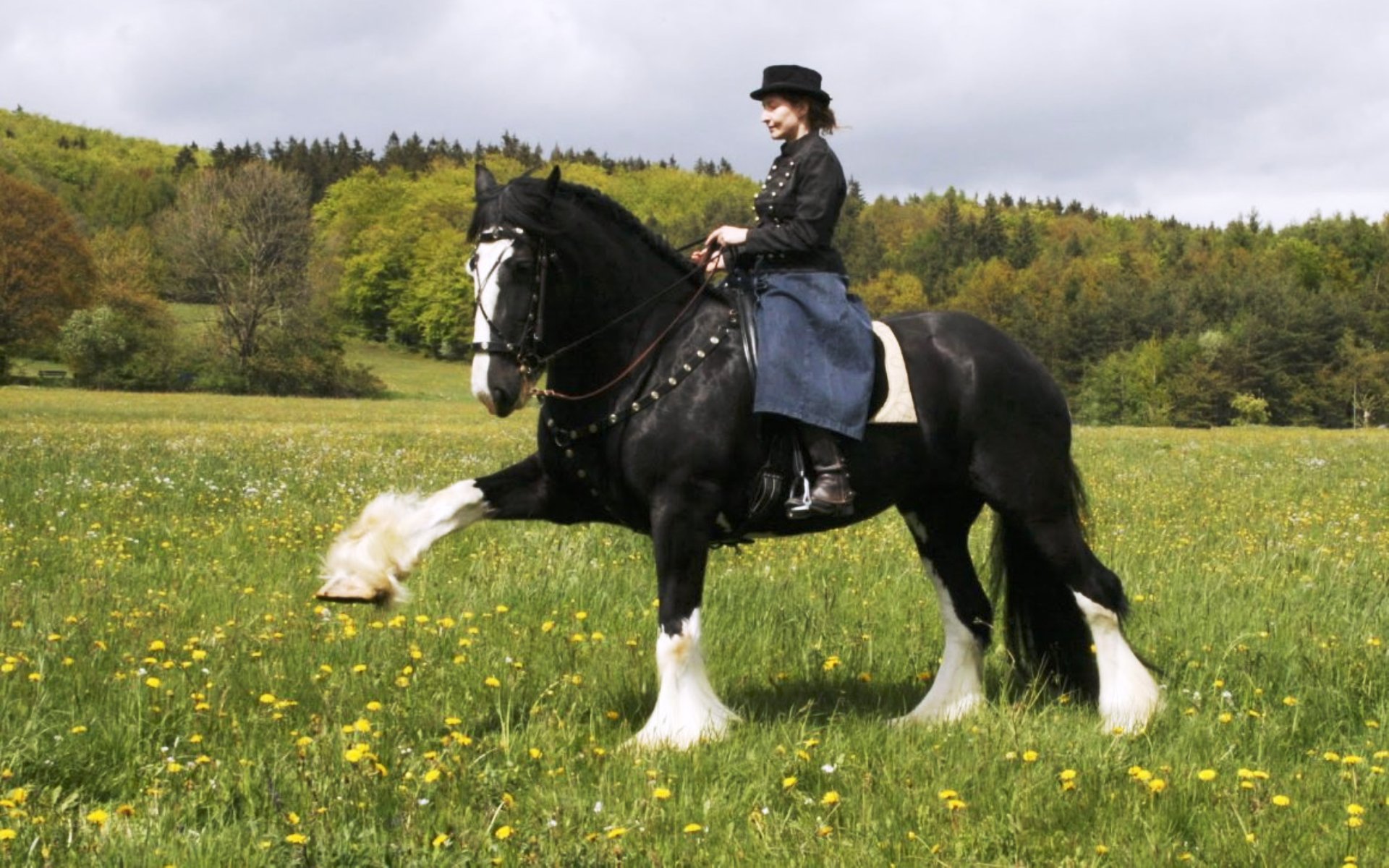 Лошади породы шайр. Лошади породы шайр. Шаер. Шайр лошадь. Шаер.