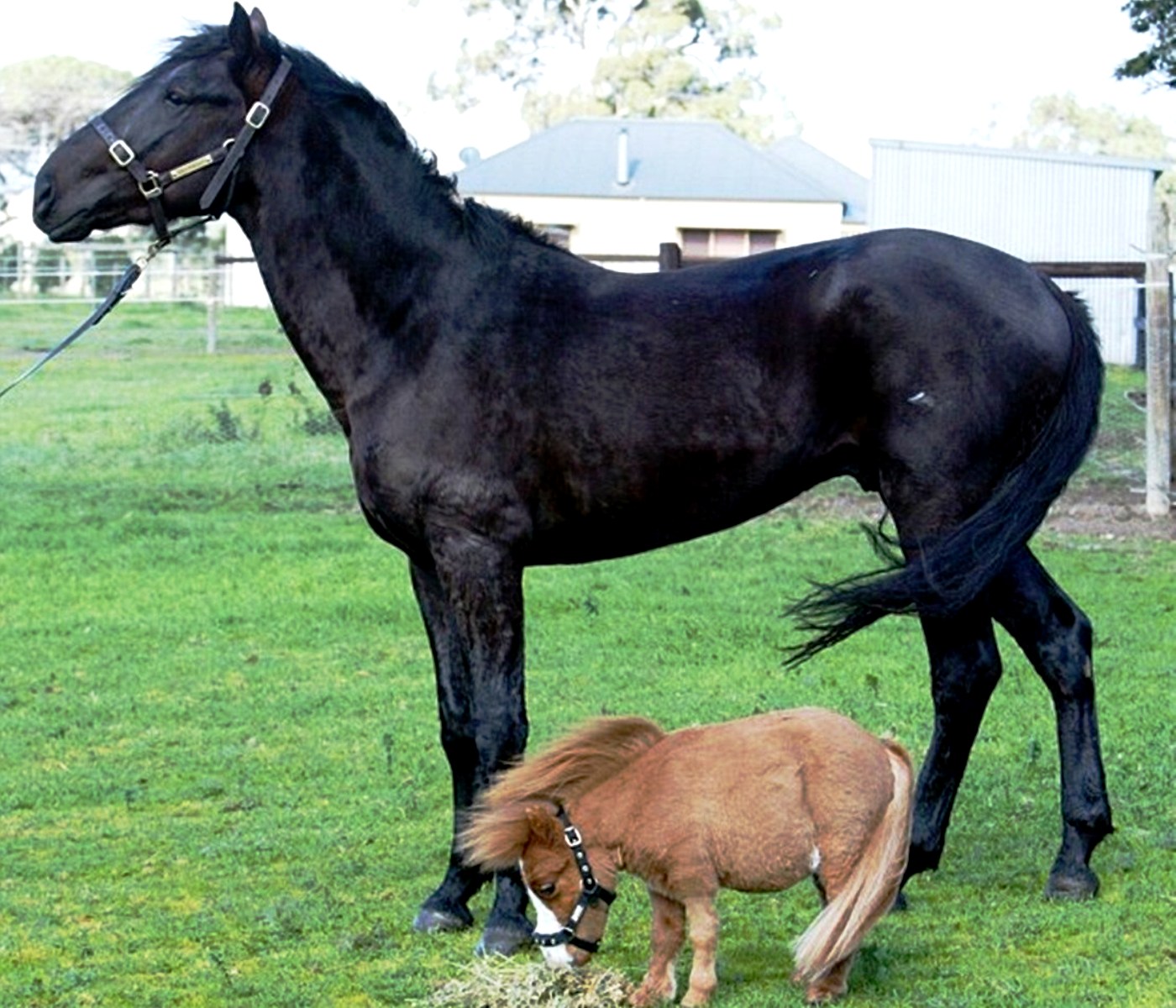 Наименьшая лошадь в мире. Лошади породы Фалабелла. Пони Фалабелла. Карликовая лошадка Фалабелла. Мини Шетти порода лошадей.