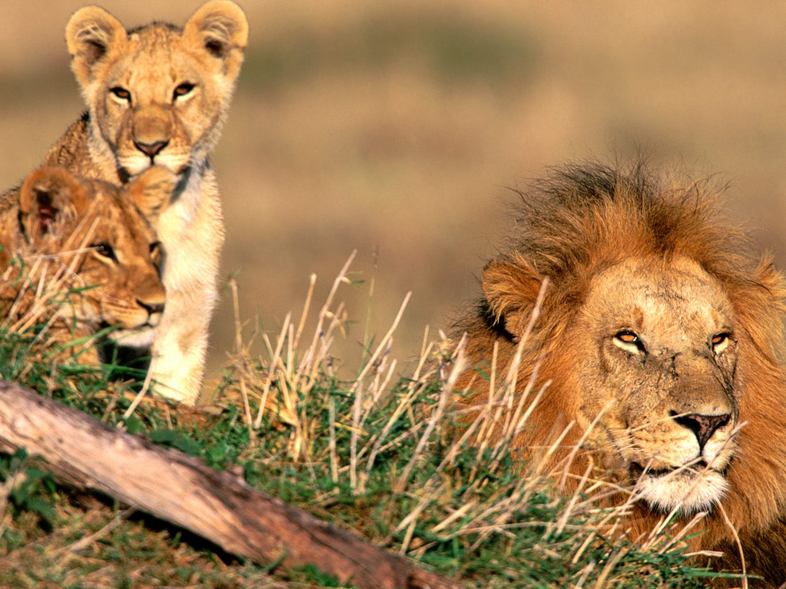 Лев какое семейство. Прайд Львов. Лев и Львенок. Лев львица и Львенок. Африканский Лев.