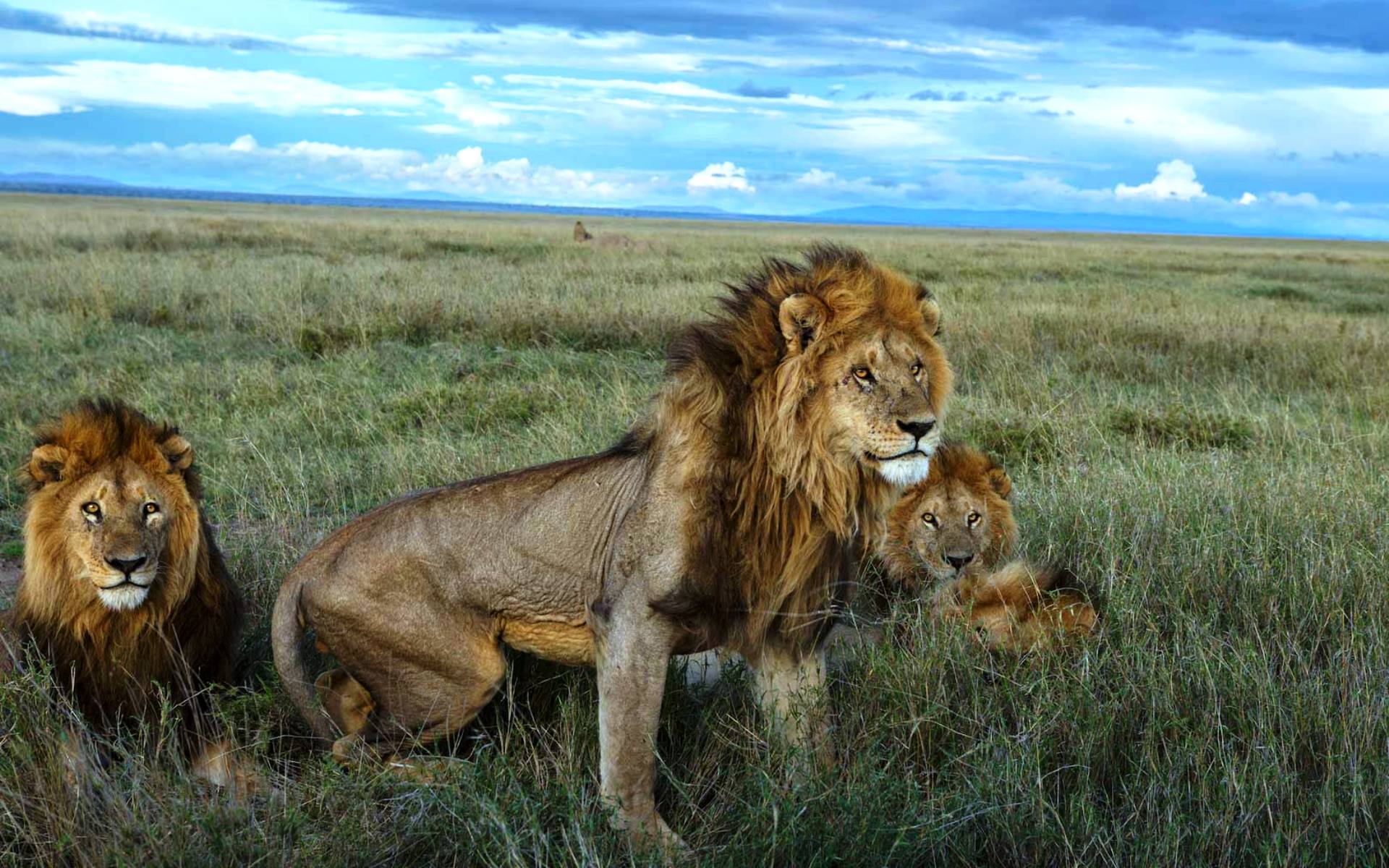 Сколько живут львы в дикой. Болотный Прайд Львов. Львы Серенгети. Национальный парк Серенгети львы. Прайд в Серенгети.