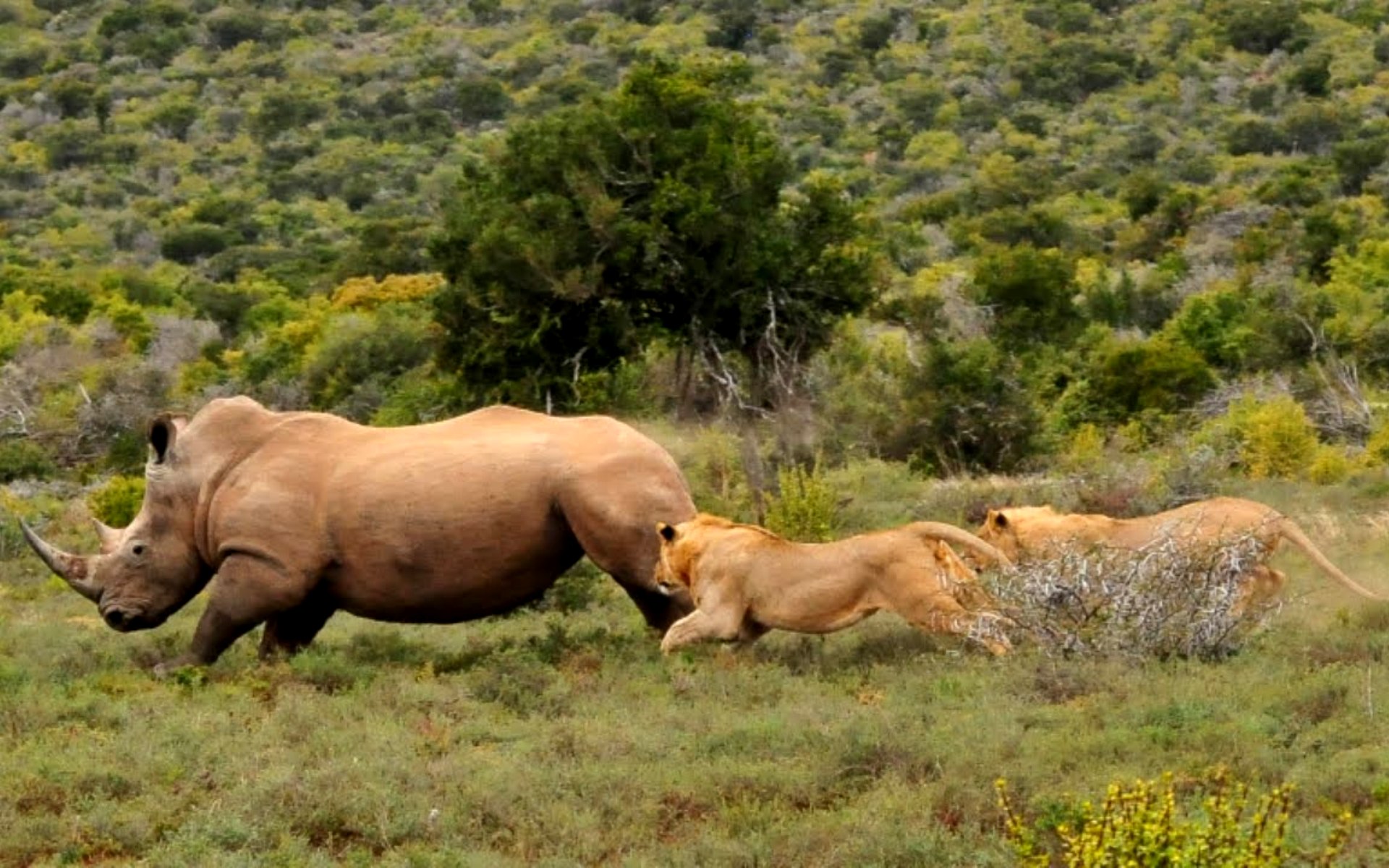 Битва животных в природе видео. Африка сафари охотник на Львов Носорогов. Национальный парк Серенгети носороги. Носорог в природе. Охота Львов на носорога.