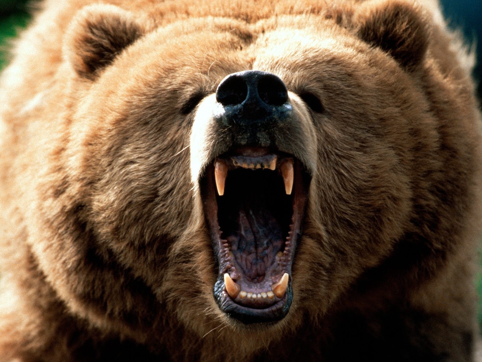 Картинка Пасть Бурого Медведя » Медведи » Животные » Картинки 24.