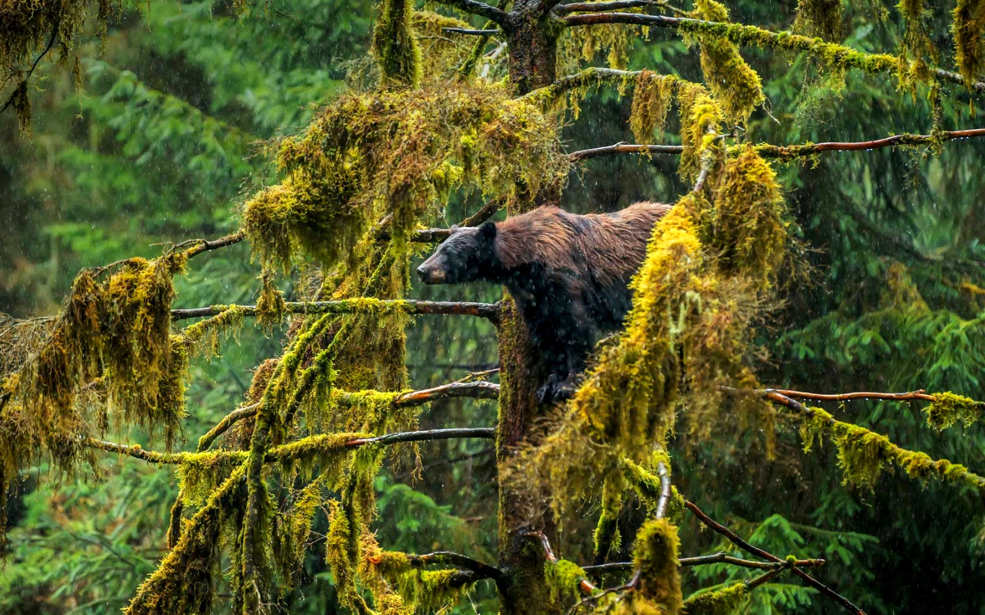 Www bing com image. Глухая Тайга бурелом. Медведь в тайге. Медведь в лесу. Медведь на дереве.