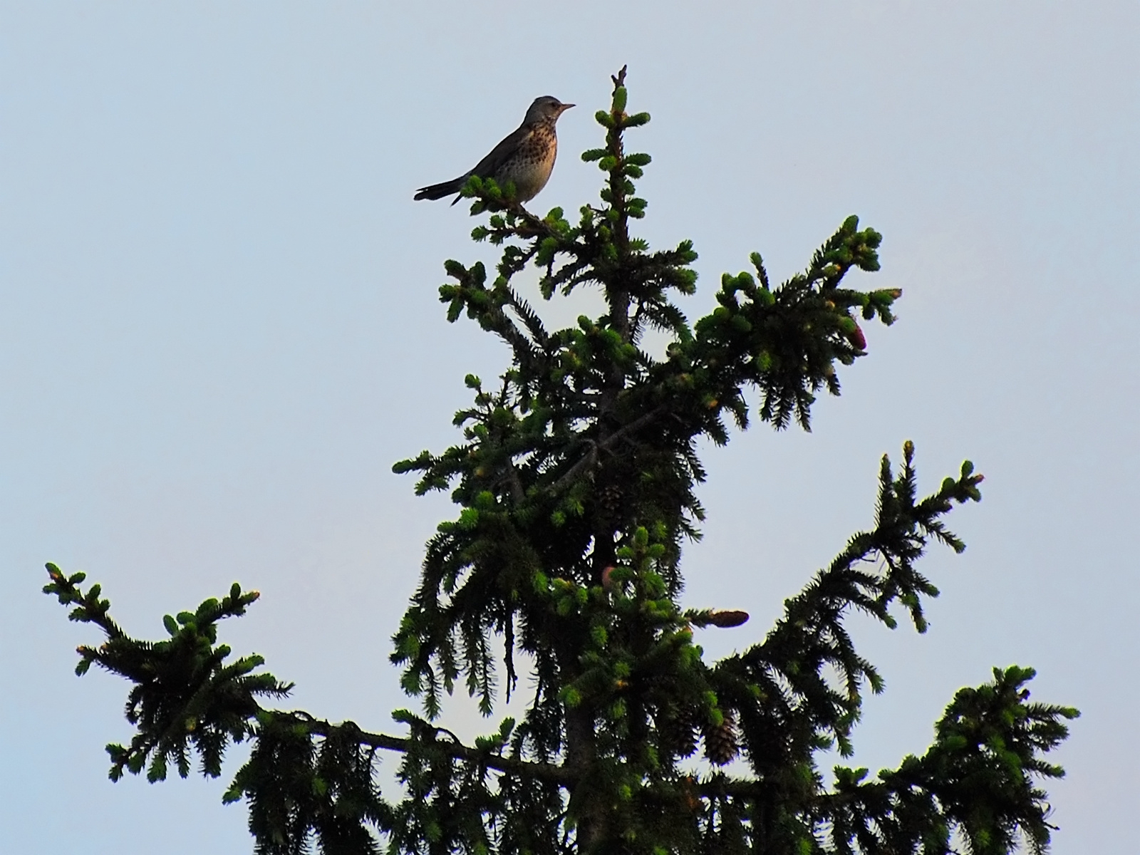 Елка с птицами новогодняя. Синица лазоревка кормушка. Елка птица. Птички на елку. Елочные игрушки птицы.