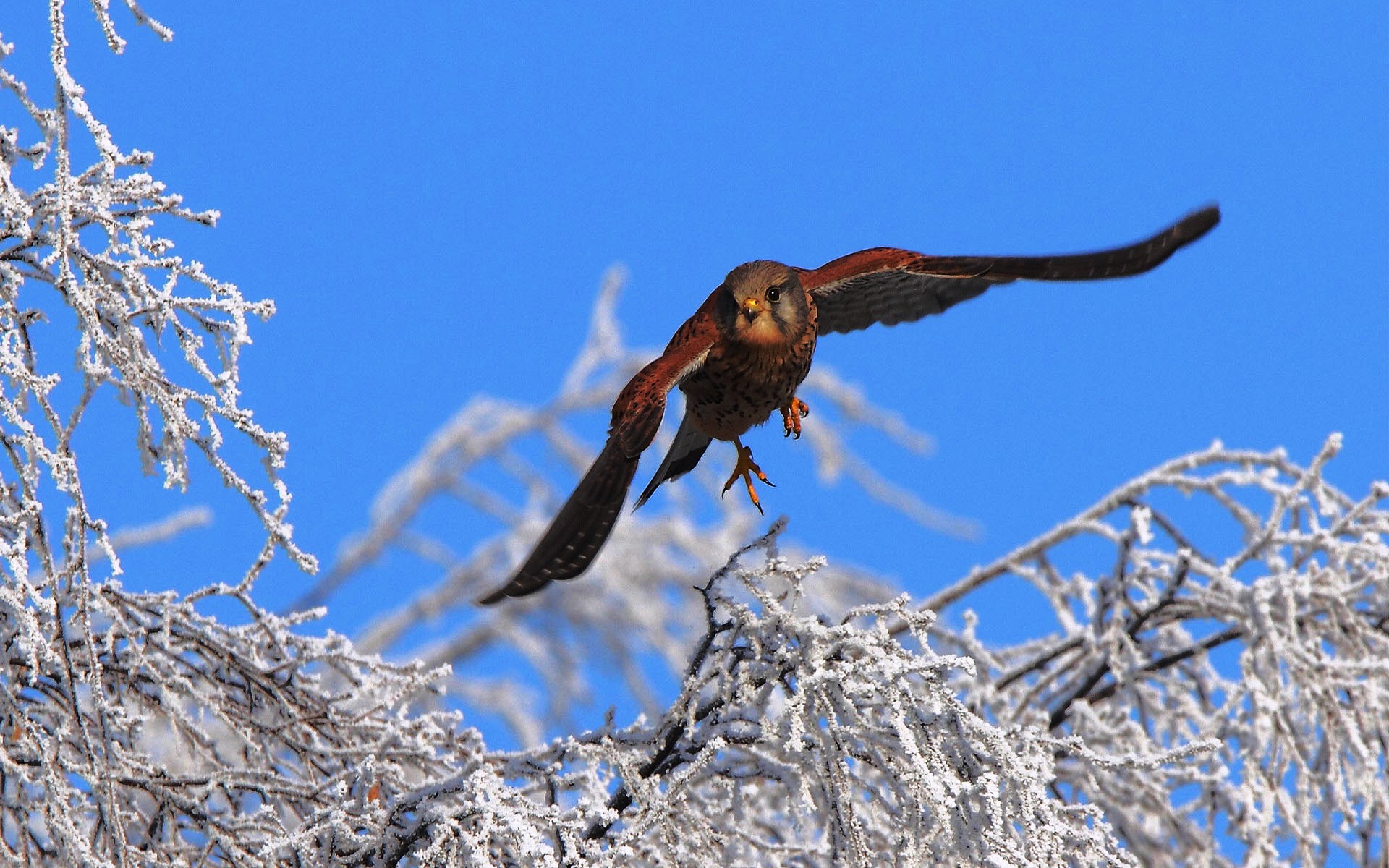 Птицы летающие зимой. Мадагаскарская пустельга. Пустельга птица. Пустельга полет. Ястреб пустельга Подмосковья.