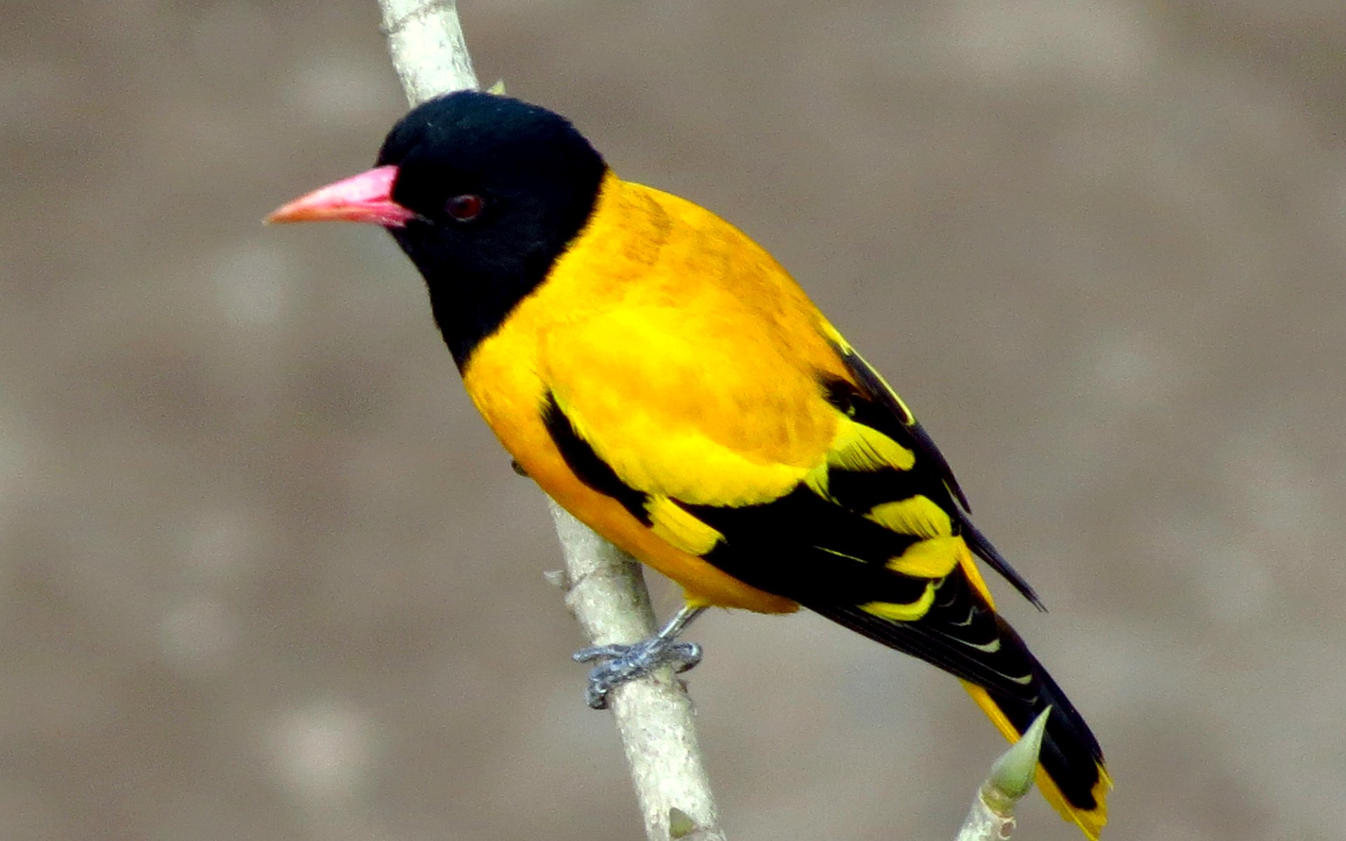 Черная с желтыми пятнами на голове. Oriolus xanthornus. Йеллоу Берд. Желтая птица. Желто черная птица.