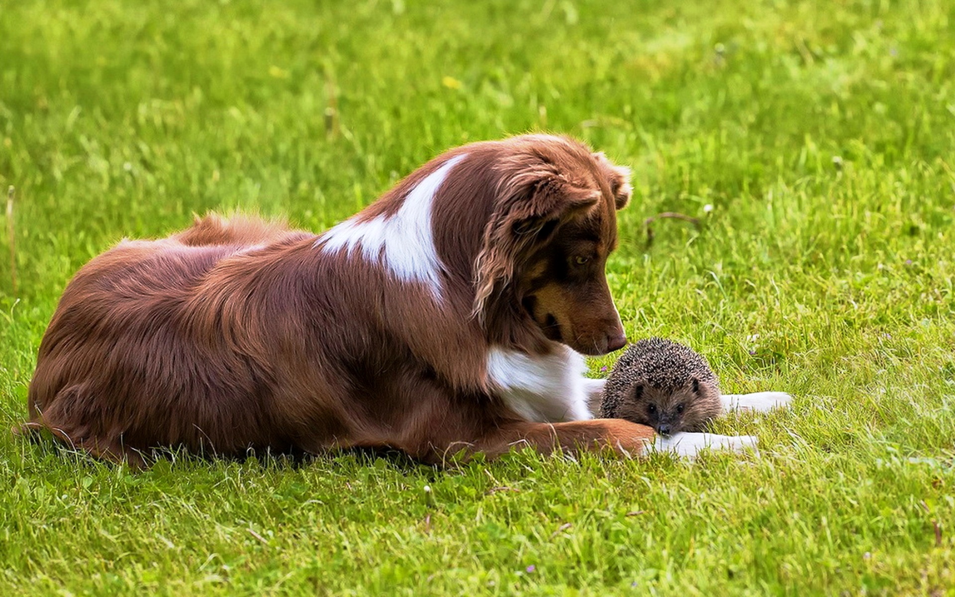 Щенок и ежик. Пес с ежом. Собаки и ежи. Собачка ежик. Щенок и ежик.