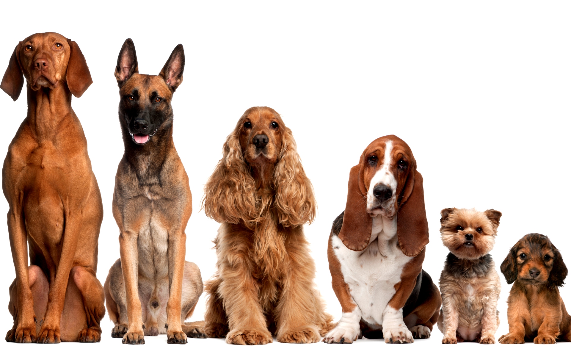 Картинка Собаки разных пород » Собаки » Животные » Картинки 24 - скачать  картинки бесплатно
