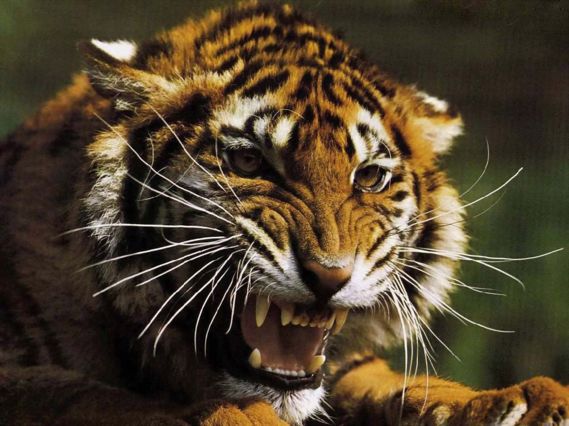 Картинка Тигр в ярости » Тигры картинки скачать бесплатно (88 фото) -  Картинки 24 » Картинки 24 - скачать картинки бесплатно