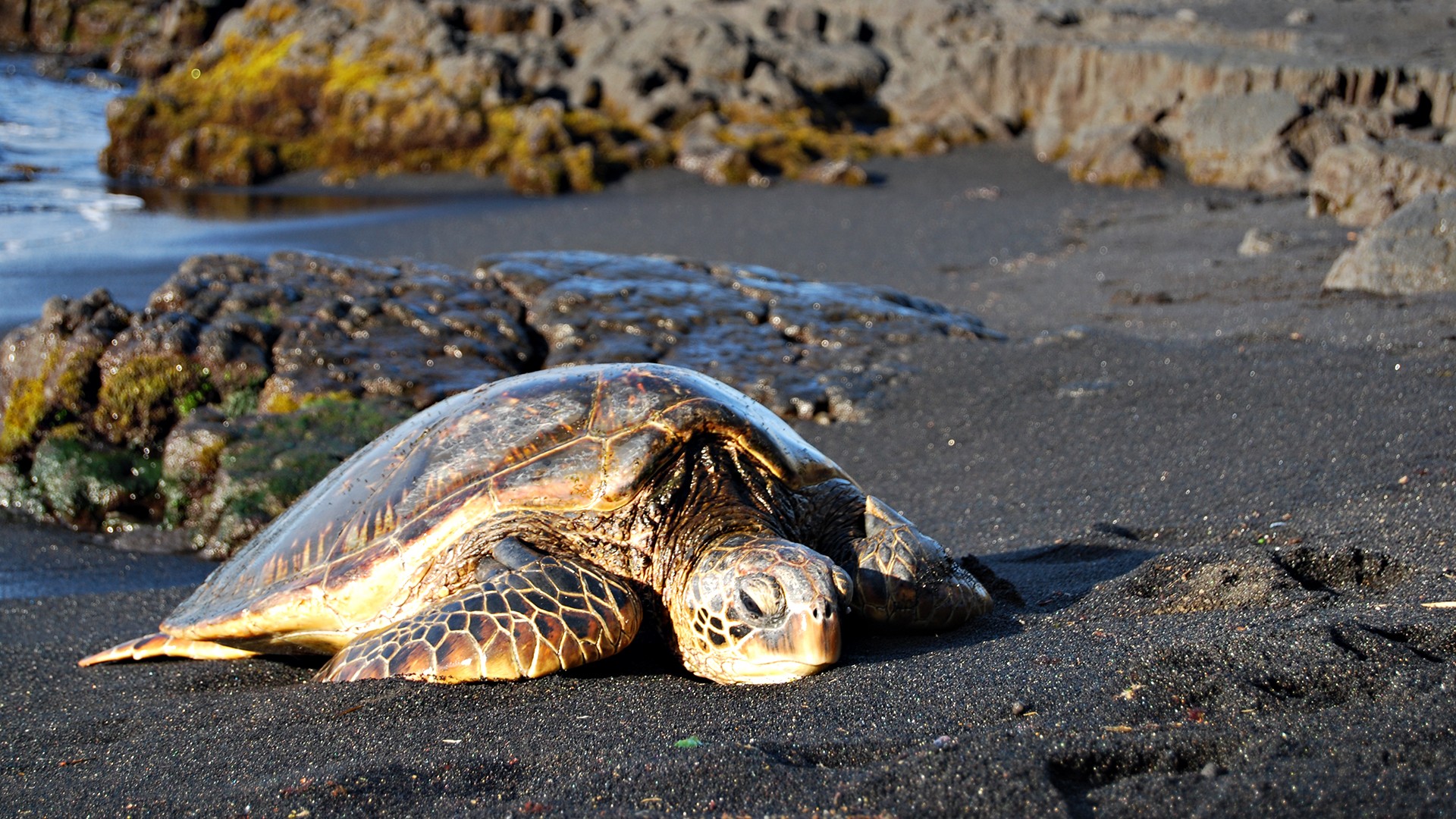 Пляж черепах на шри ланке. Черепаший пляж Шри Ланка. Шри Ланка черепахи. Зеленая черепаха Северный Кипр. Черепахи на Кипре.