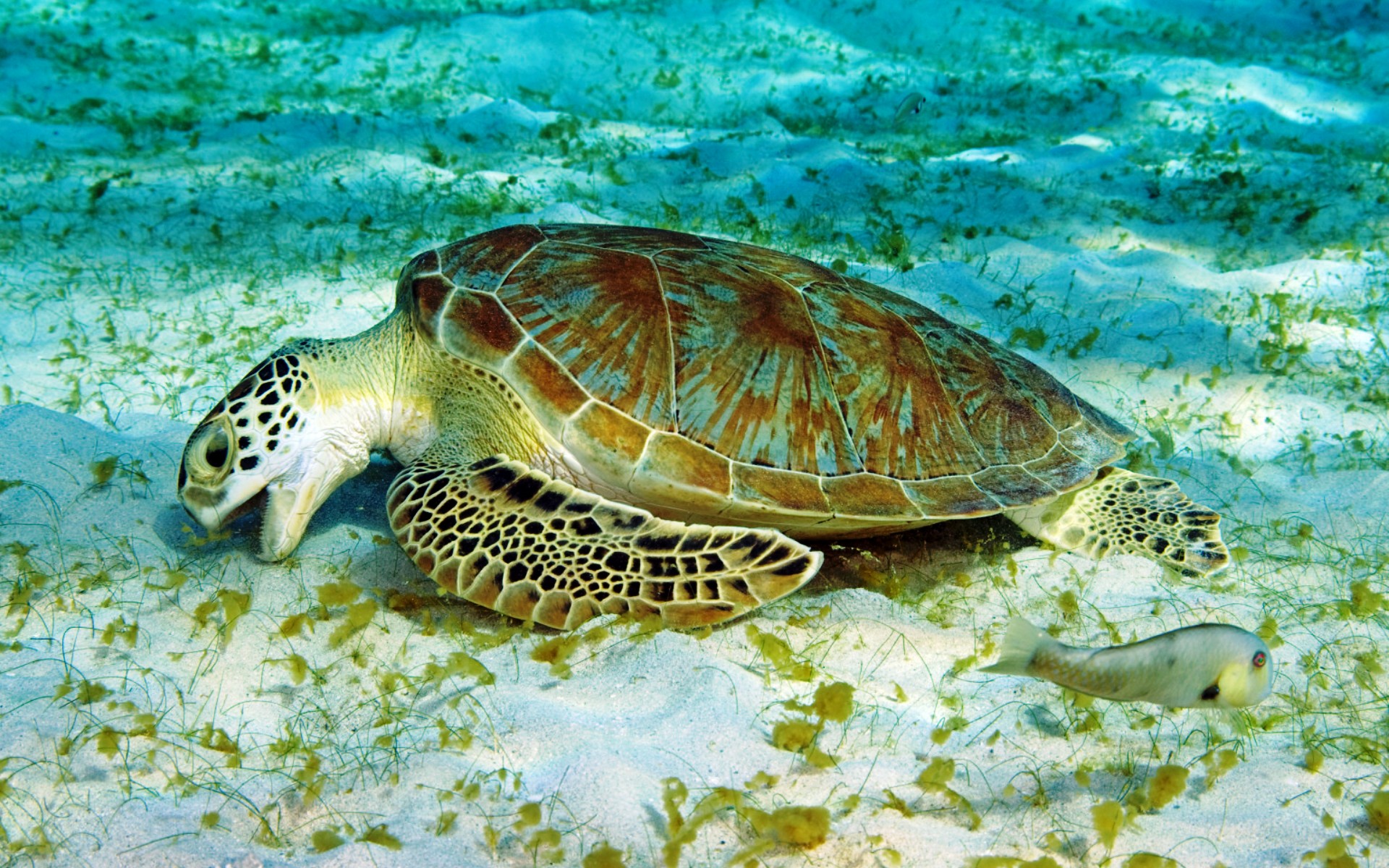 Скорость морской черепахи. Зеленая морская черепаха. Зеленая суповая черепаха. Зеленая (суповая морская черепаха). Водоплавающая черепаха морская.