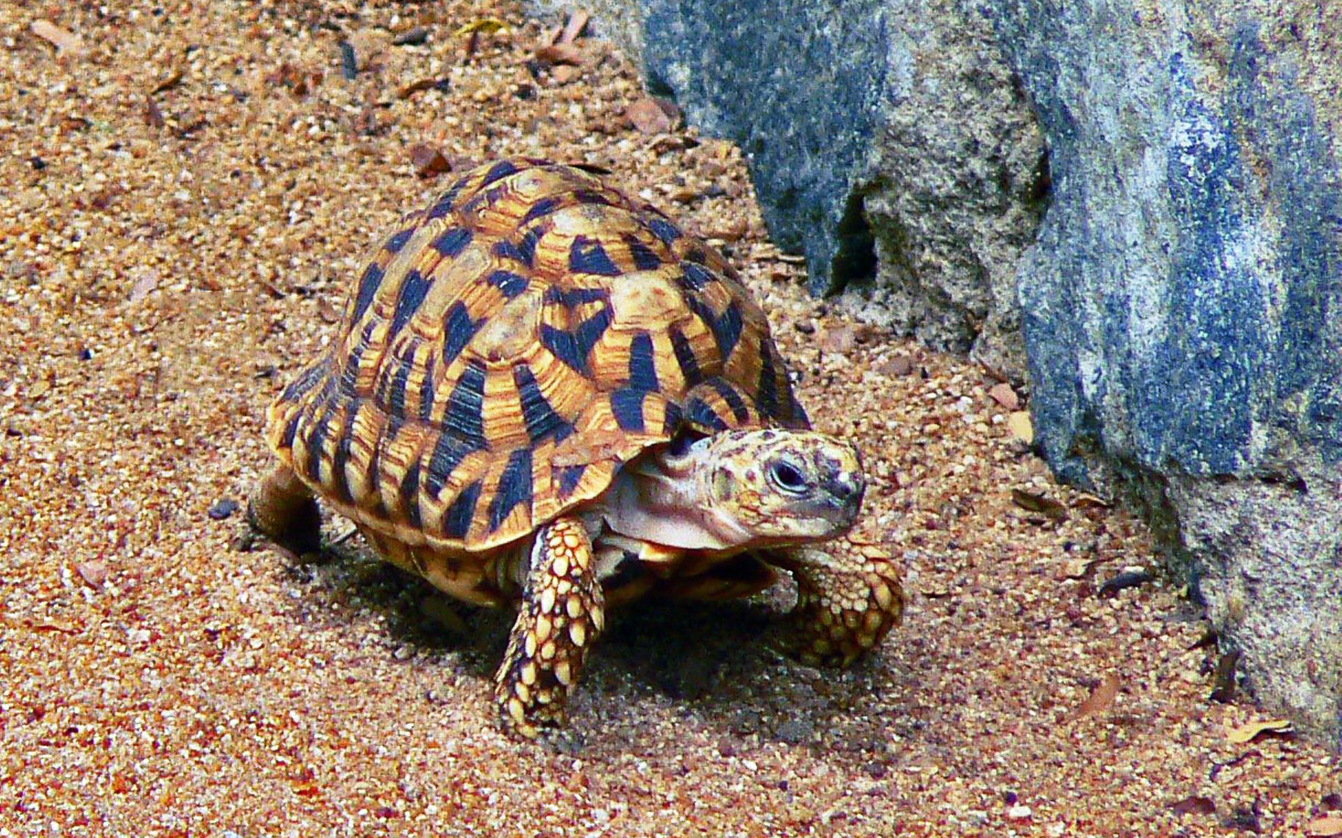 Turtle черепаха. Звездчатая сухопутная черепаха. Индийская звездчатая черепаха. Псевдогеографическая черепаха. Леопардовая черепаха.