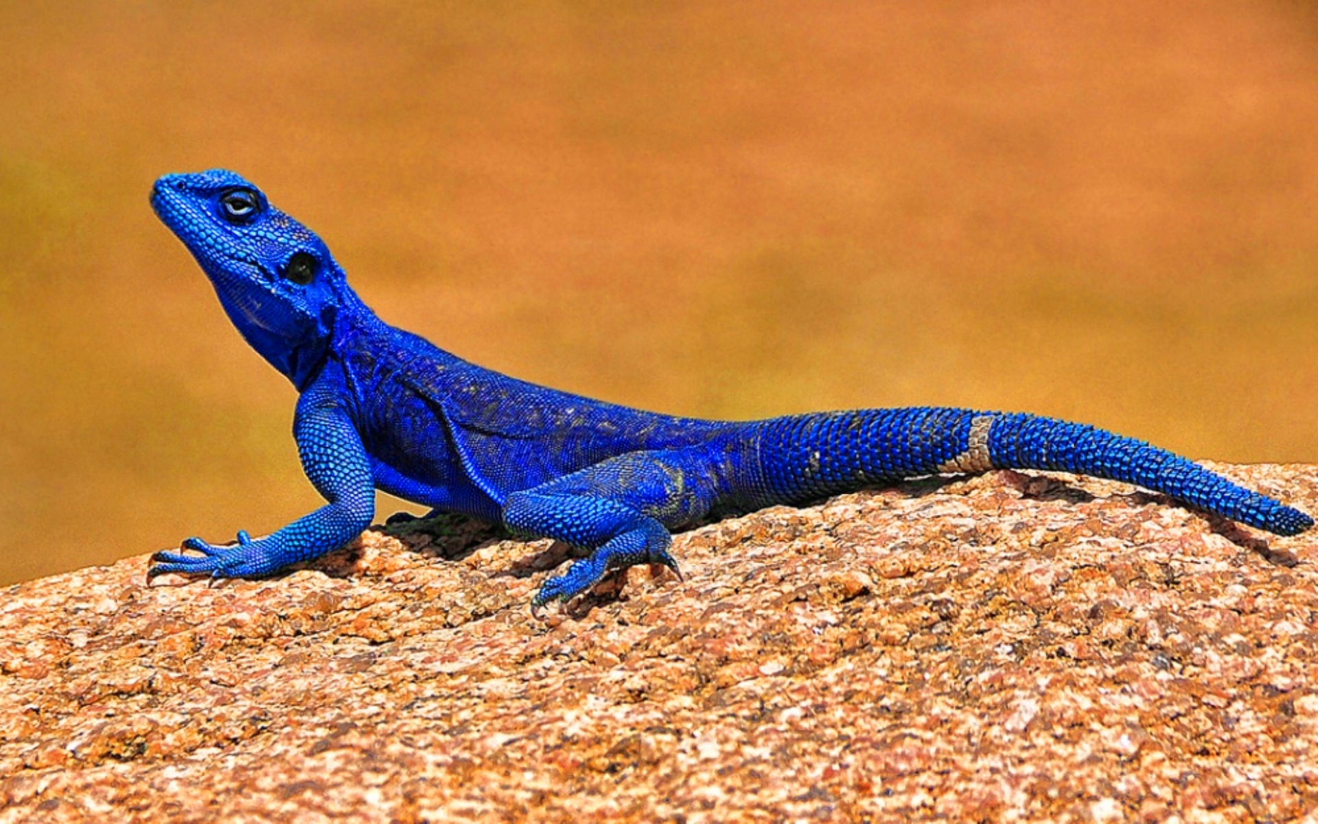 Голубая ящерица. Голубая агама ящерица. Ящерица агама синяя. Лизард голубая ящерица. Мексиканская голубая ящерица агама.