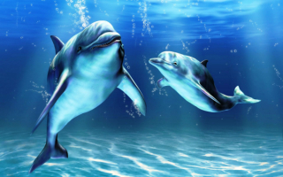 3d дельфины