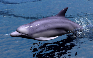 3d дельфин