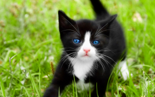 Голубые глаза котенка.