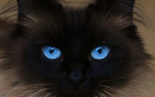 Голубые глаза черной кошки.