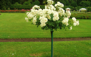 Белые розы в розарии