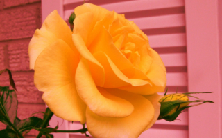 Роза у дома