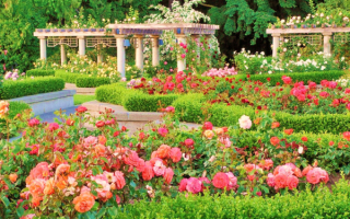 Розарий в парке