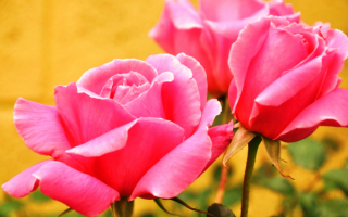 Розовые цветы розы
