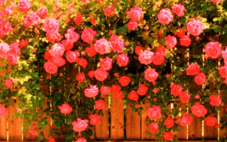 Розы вьющиеся